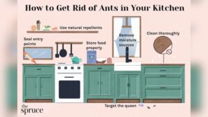 Read more about the article How to Get Rid of Ants in Kitchen: Easy and Effective Tips