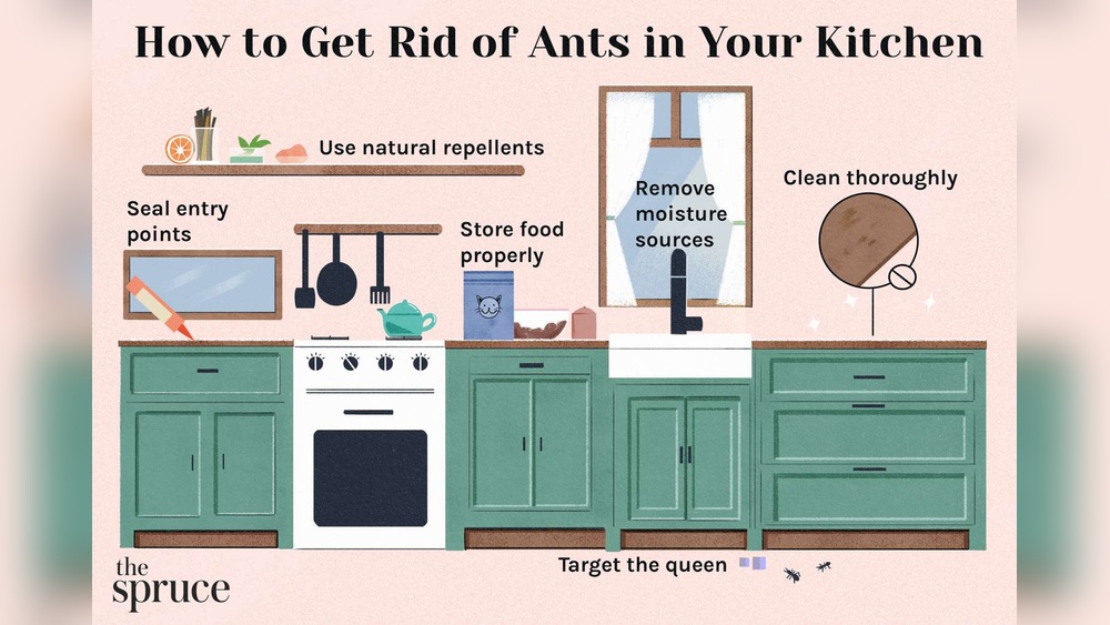 How to Get Rid of Ants in Kitchen