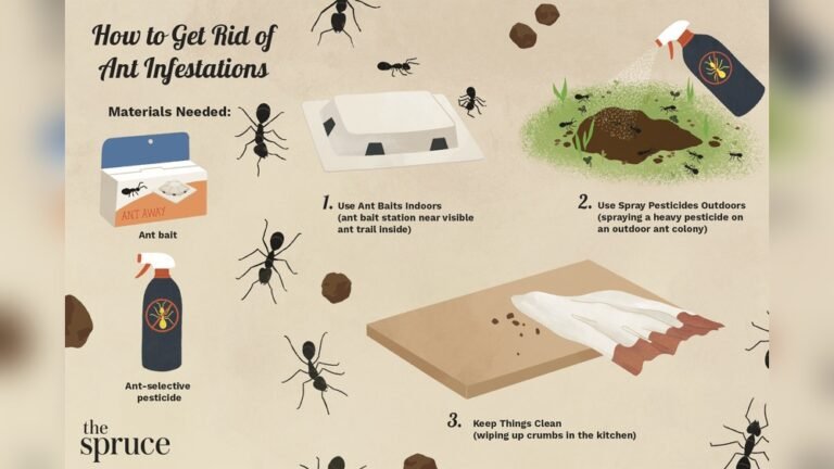 How to Get Rid of Ants in the Kitchen